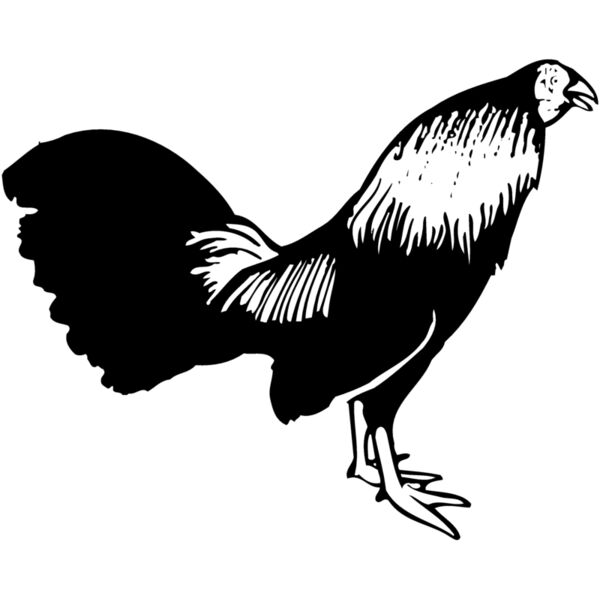 CHICK006 Miniaturansicht