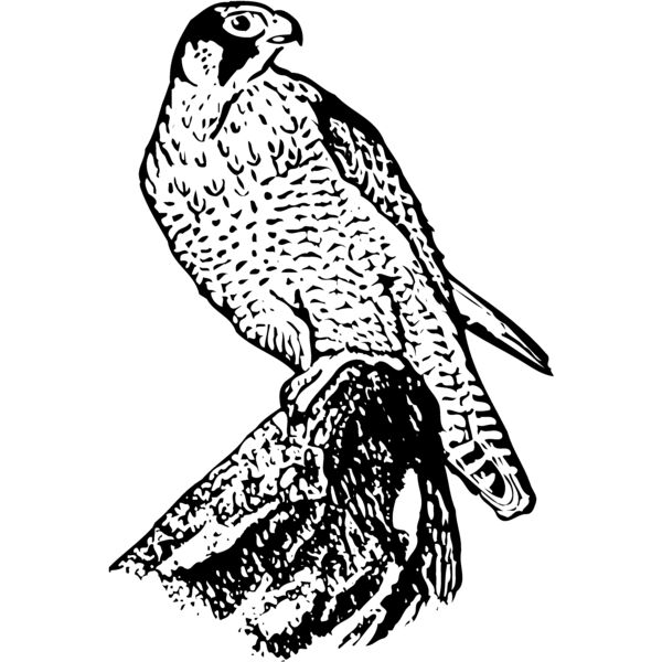 BIRD004 Miniaturansicht