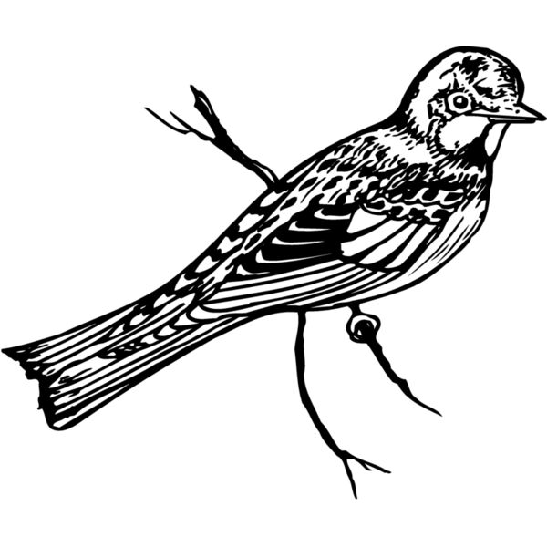 BIRD019 Miniaturansicht