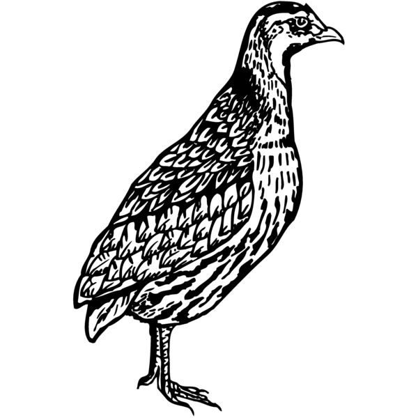 BIRD044 Miniaturansicht