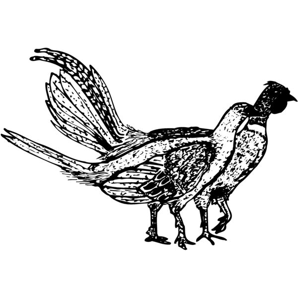 BIRD057 Miniaturansicht