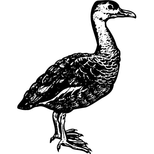 BIRD089 Miniaturansicht