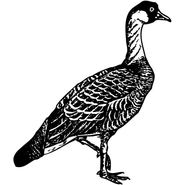 BIRD107 Miniaturansicht