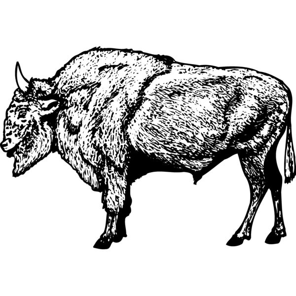 BUFF006 Miniaturansicht