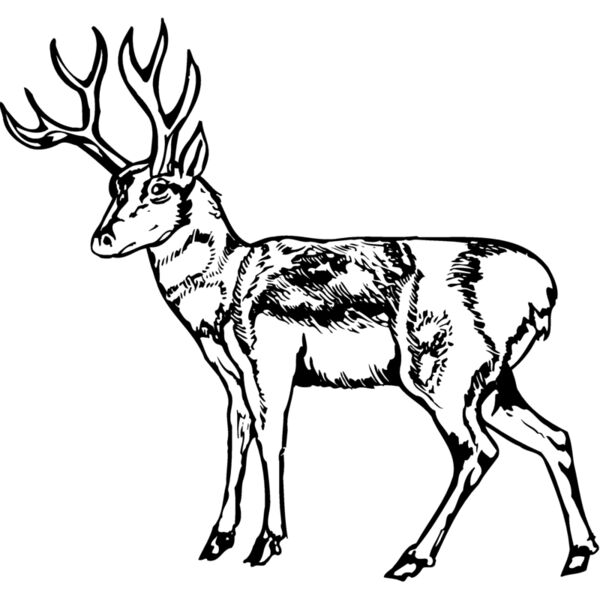 DEER025 Miniaturansicht