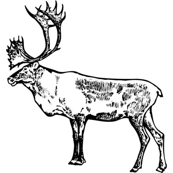 MOOSE003 Miniaturansicht