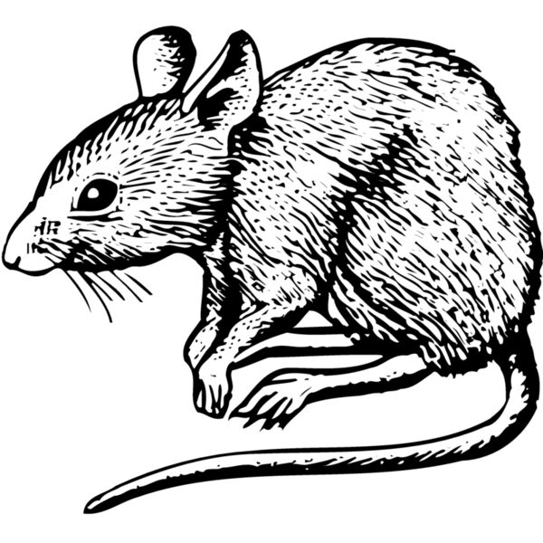 MOUSE001 Miniaturansicht
