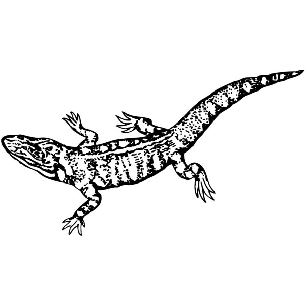 LIZARD02 Miniaturansicht