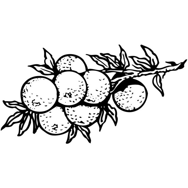 FRUIT035 Miniaturansicht