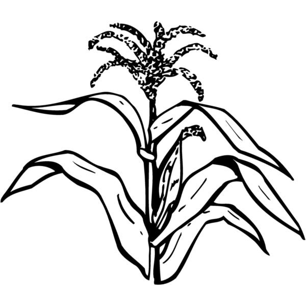 GRAIN002 Miniaturansicht