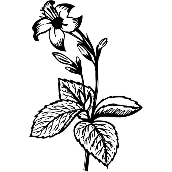 FLOWER06 Miniaturansicht